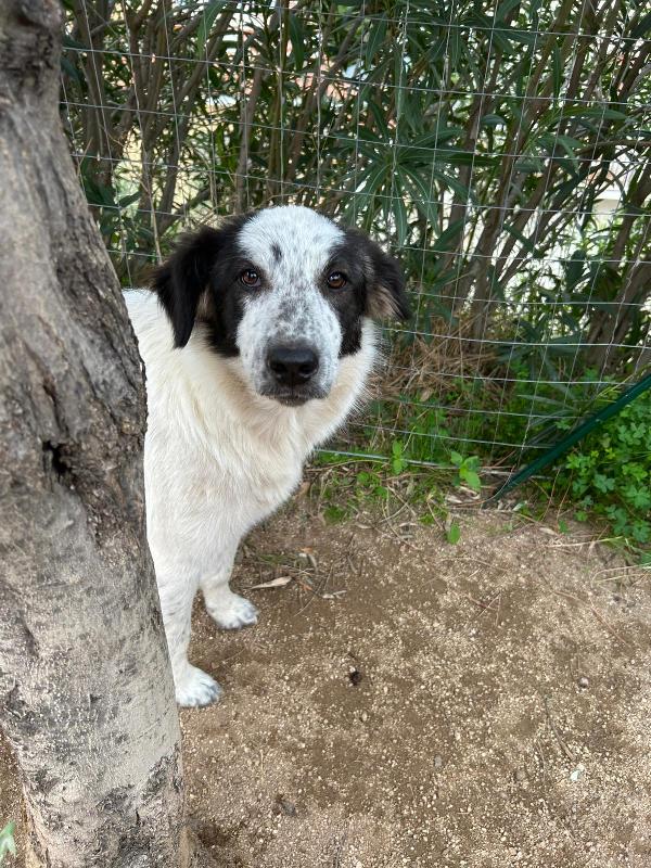 Bella splendida dolcissima cucciola cerca famiglia  Foto 3